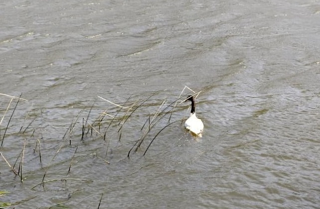 SAG Biobío libera ejemplares de fauna silvestre en distintas zonas de la región