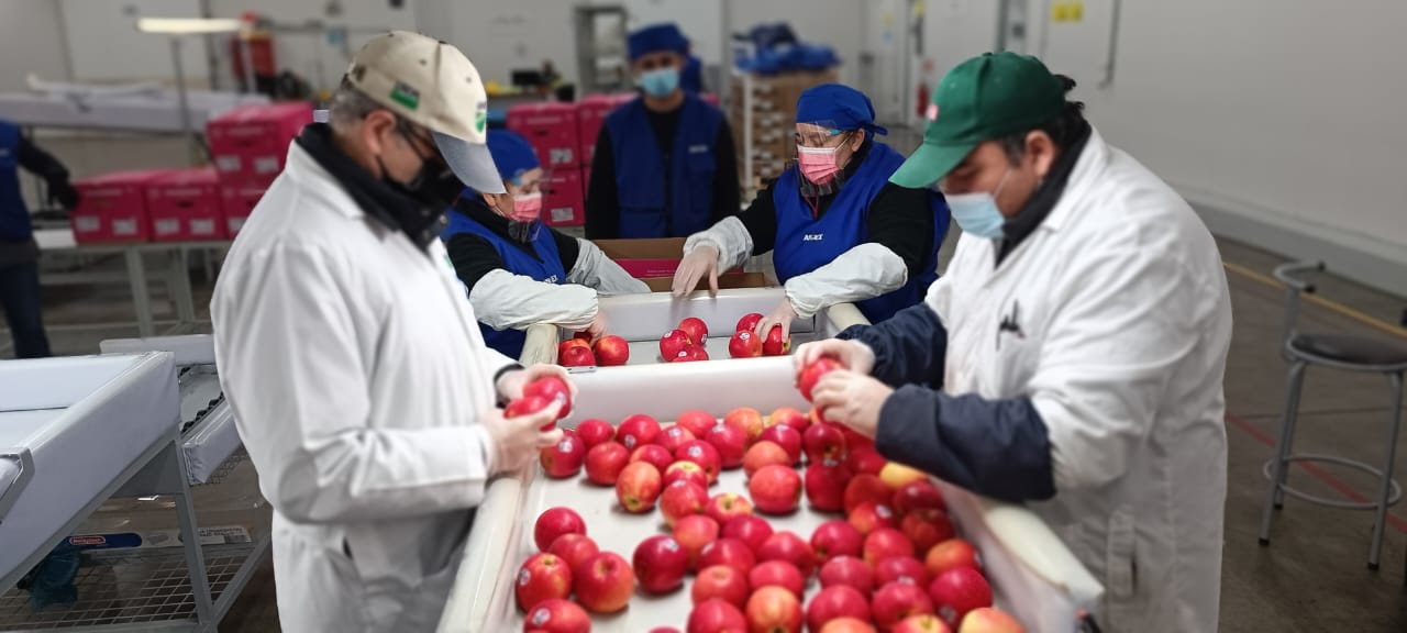 Un 3% aumentó el número de cajas certificadas a EE.UU en Sitio de Inspección SAG / USDA-APHIS / ASOEX de Cabrero