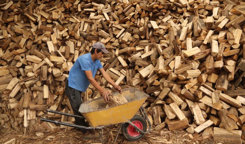 Productores de leña aseguran que robo de materia prima ha incidido en caída de ventas