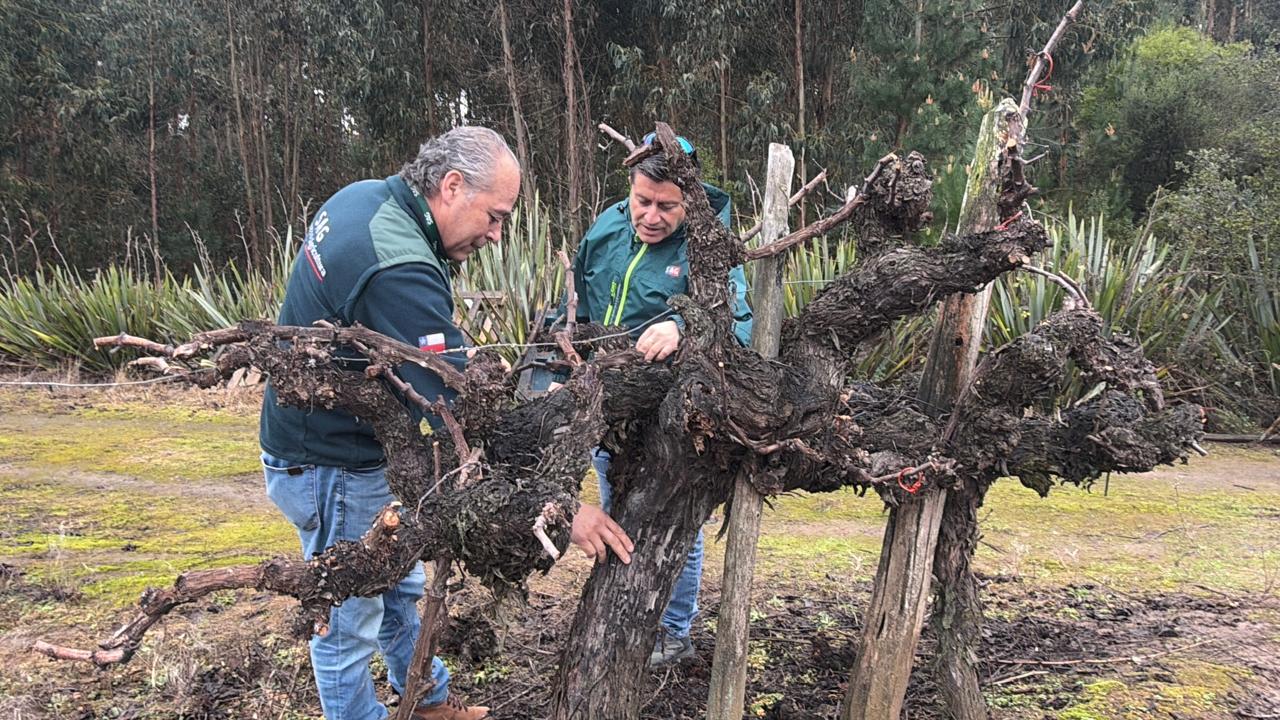 SAG Biobío inicia entrega de emisores de confusión sexual predial a productores/as de vid y arándanos