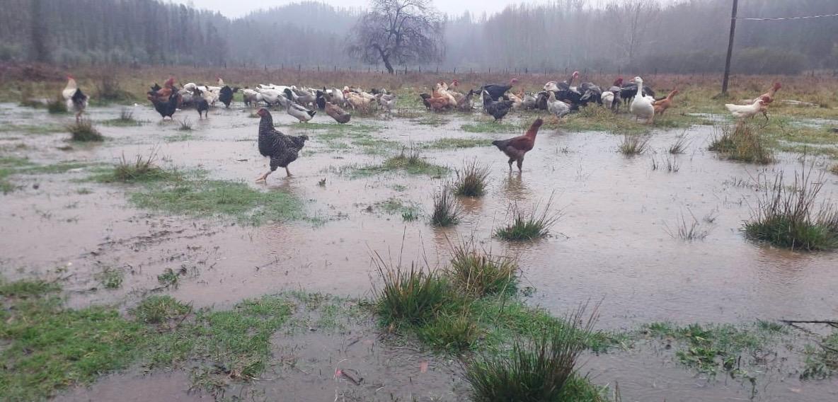 Ministerio de Agricultura declara Emergencia Agrícola en la región del Biobío tras sistema frontal