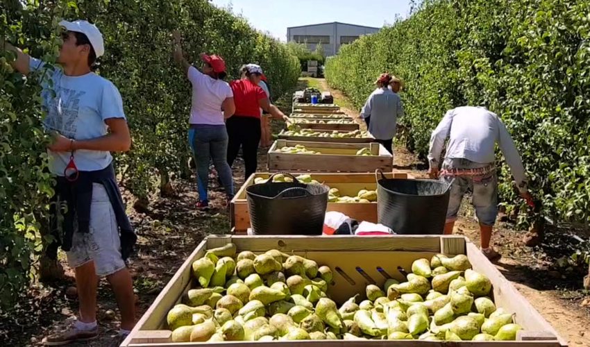 Agricultores de la zona cuestionan argumentos de EE. UU. sobre arancel por trabajo forzoso