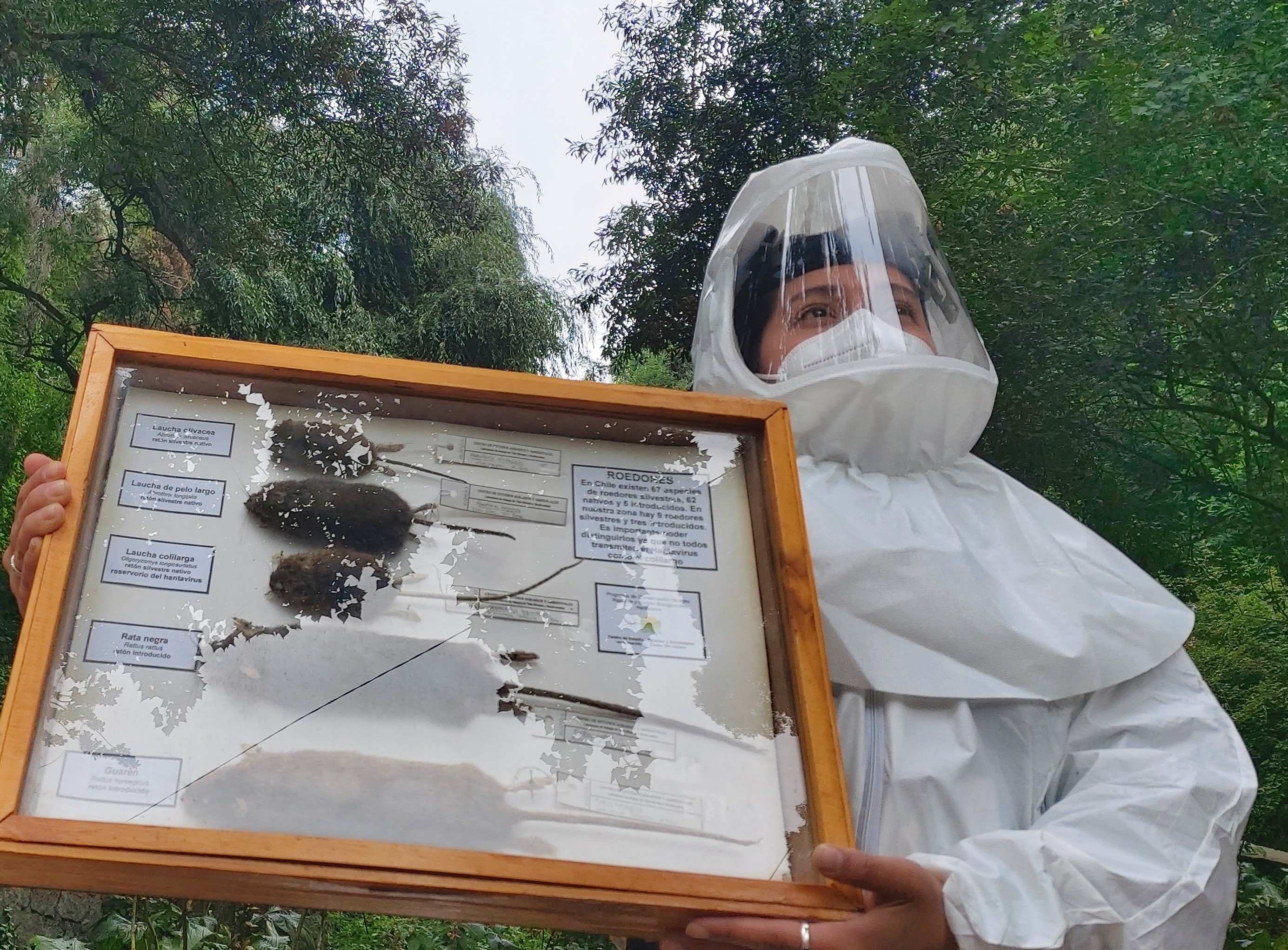 Seremi de Salud llama a adoptar medidas de prevención por Hantavirus