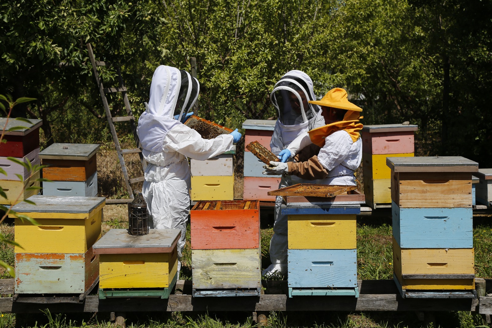 SAG llama a apicultores/as a registrarse en SIPEC Apícola para proteger a las abejas