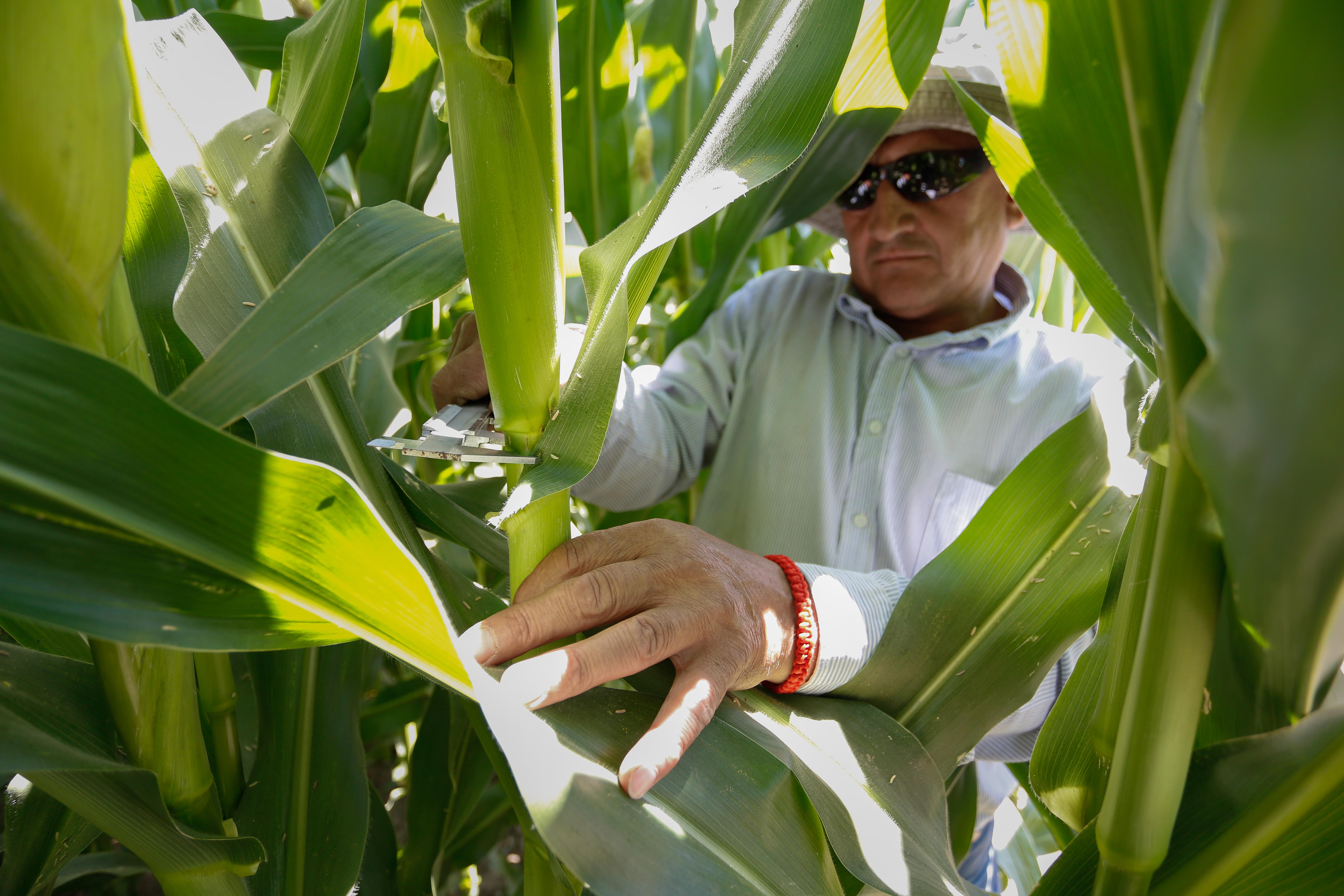 Más de 640 productores acceden a subsidio INDAP en resguardo a caída del precio del maíz
