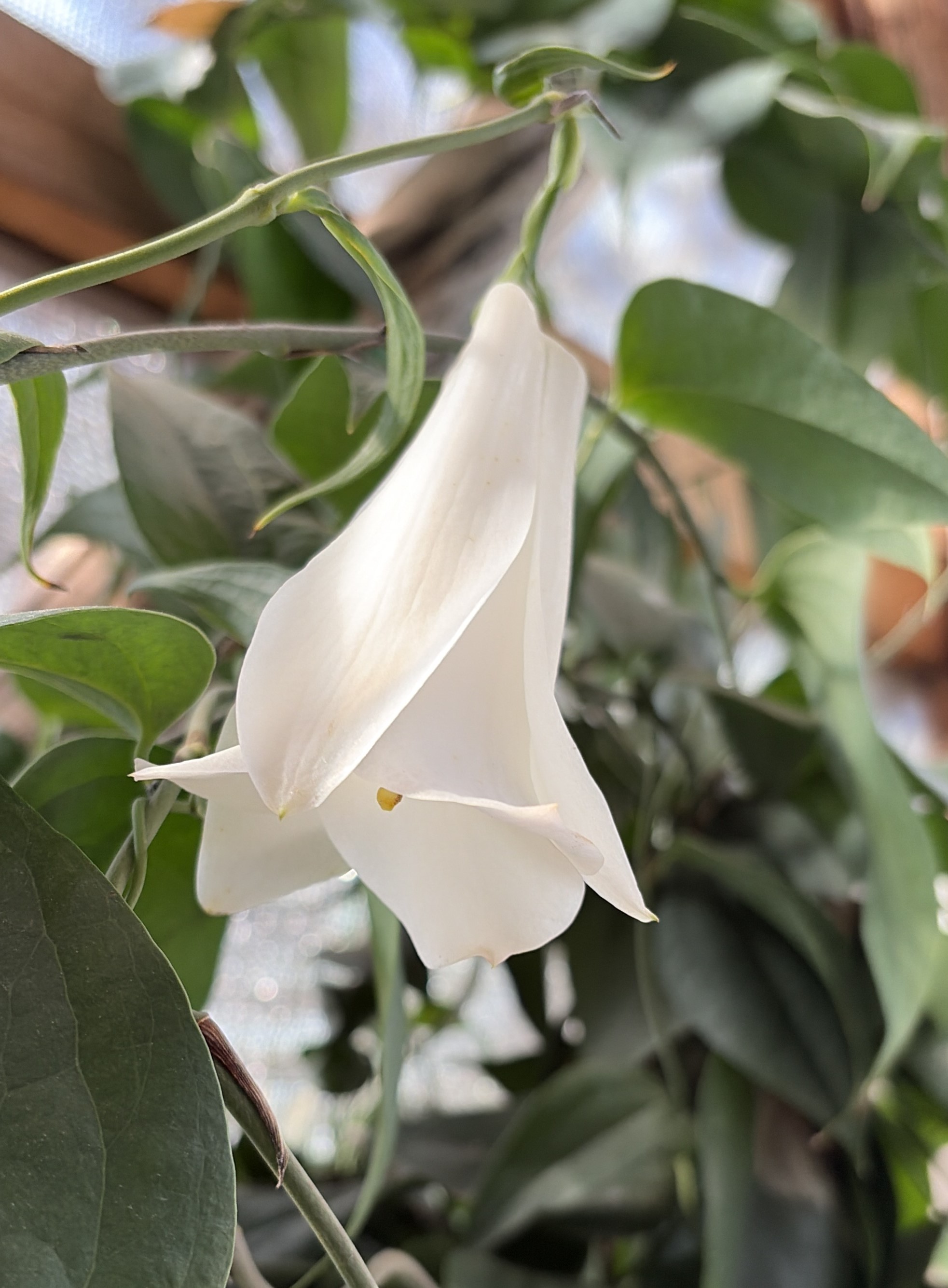 SAG Biobío fiscaliza vivero de copihues