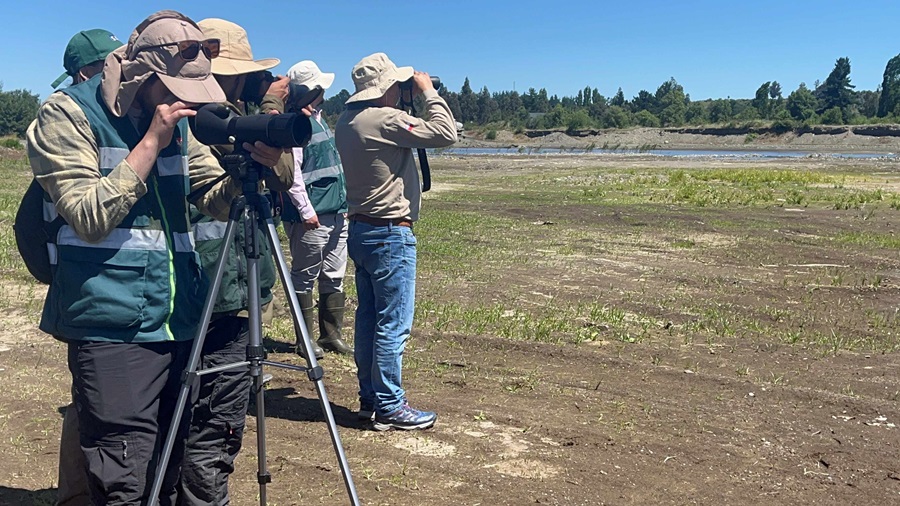 SAG Biobío intensifica catastros de aves  domésticas y silvestres
